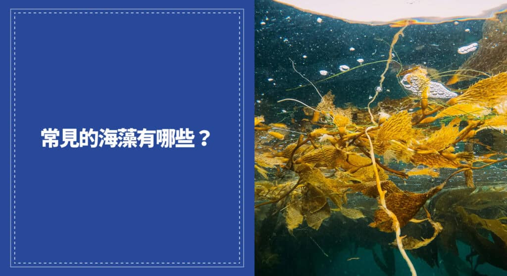 常見的海藻有哪些？