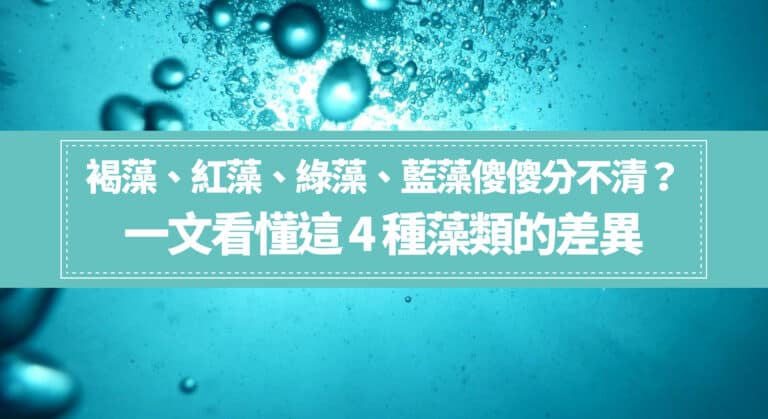 褐藻、紅藻、綠藻、藍藻傻傻分不清？ 一文看懂這 4 種藻類的差異